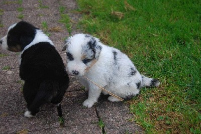 Bleu merle 1