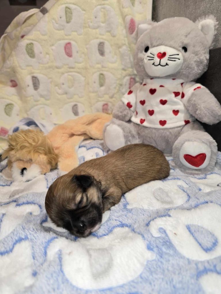 Des Foliepets - Chiot disponible  - Lhassa Apso