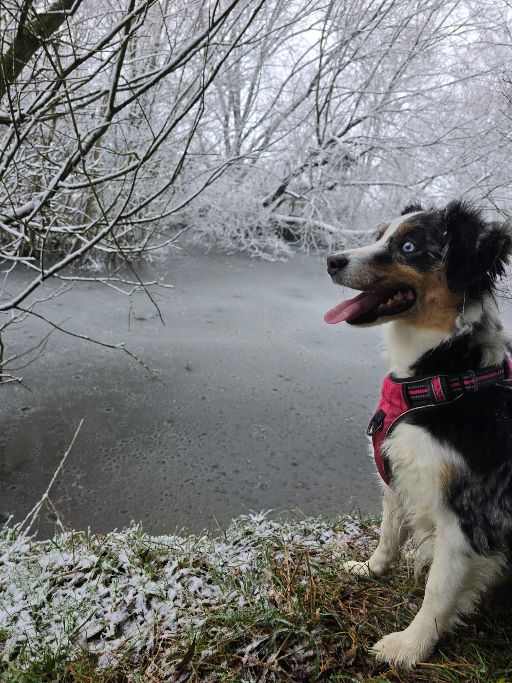 Shanel Des Foliepets