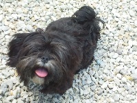 Des Foliepets