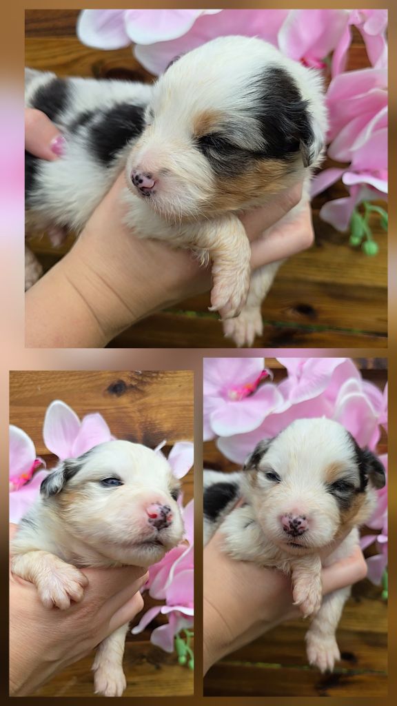 Des Foliepets - Chiots disponibles - Berger Australien