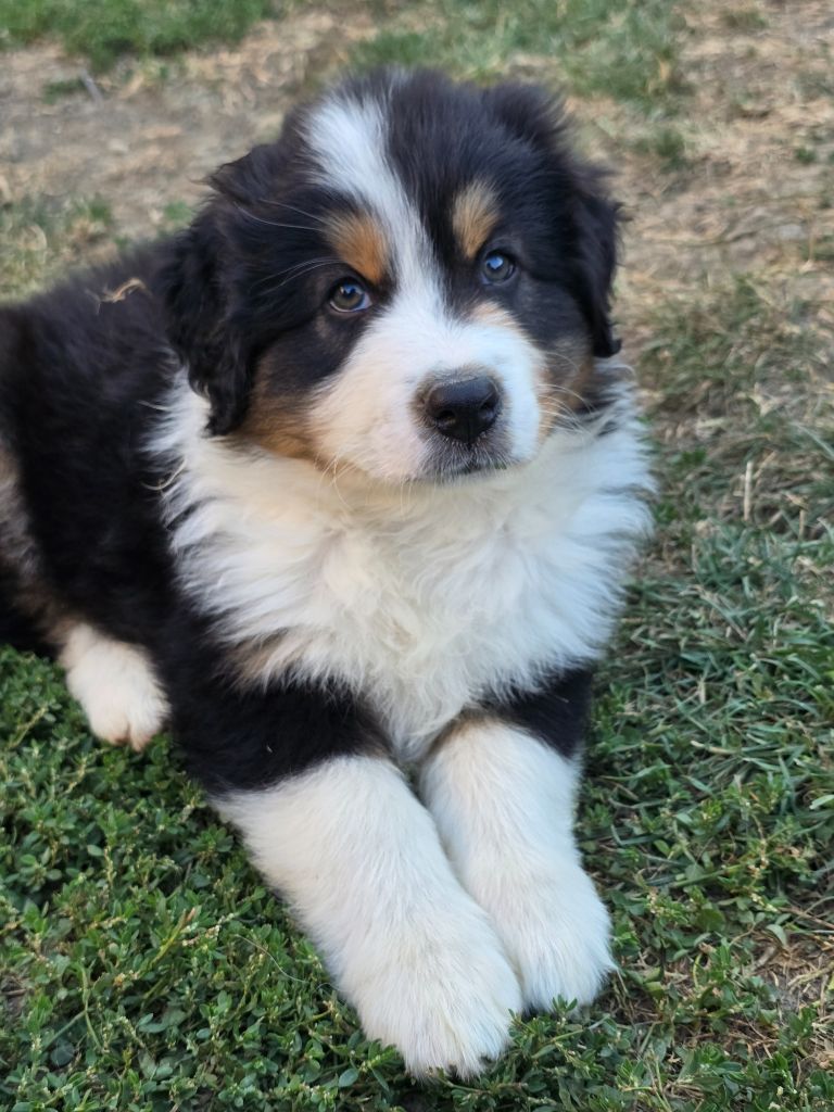 Des Foliepets - Chiots disponibles - Berger Australien