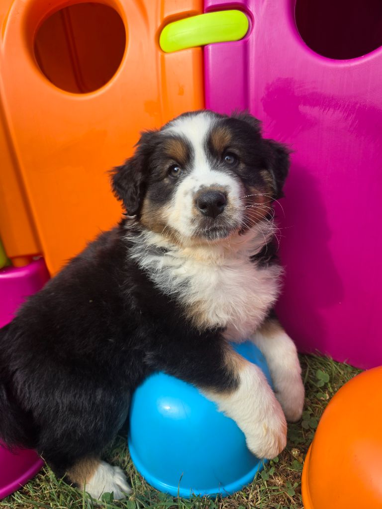 Des Foliepets - Chiots disponibles - Berger Australien