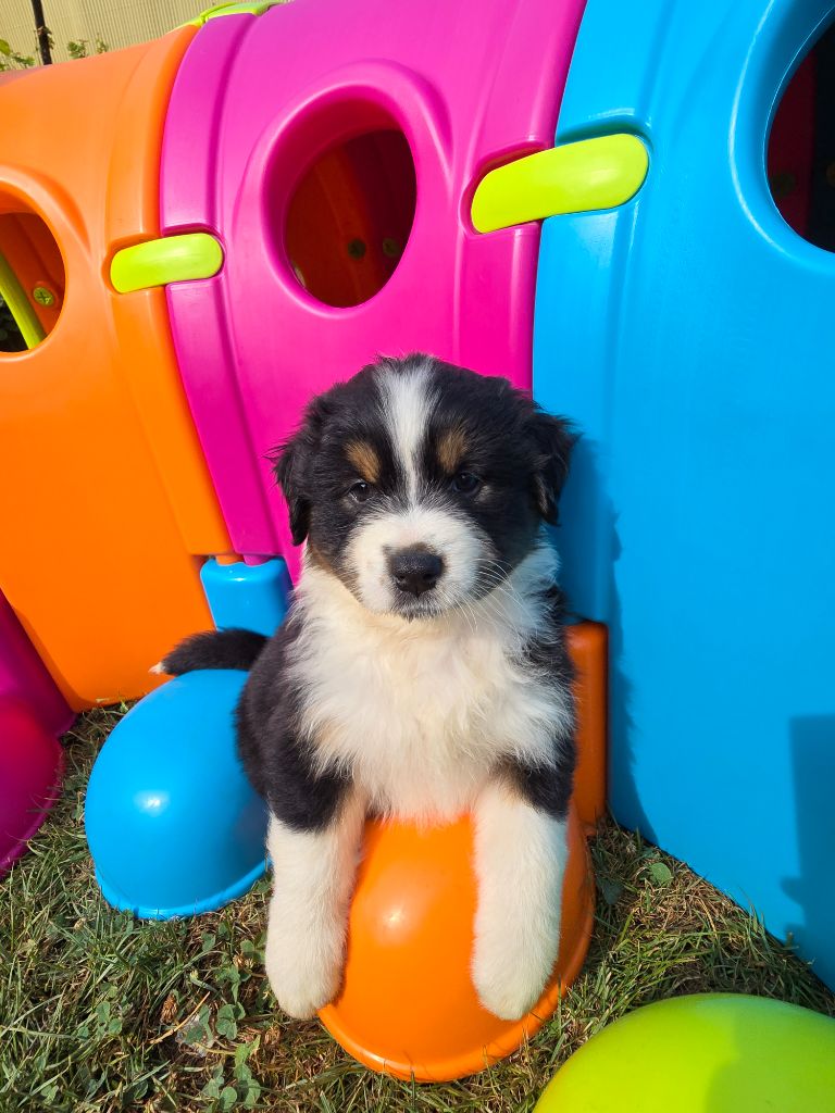 Des Foliepets - Chiots disponibles - Berger Australien