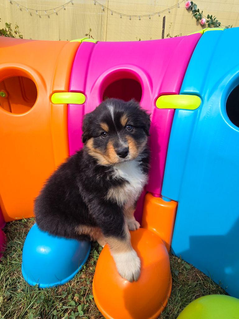 Des Foliepets - Chiots disponibles - Berger Australien