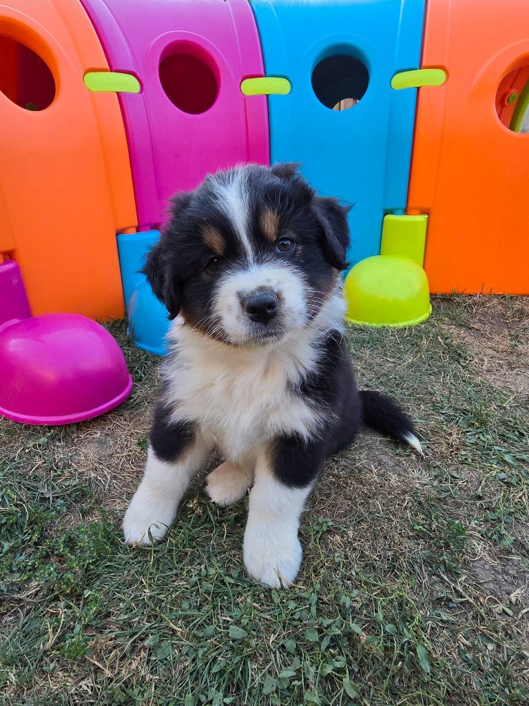 Des Foliepets - Chiots disponibles - Berger Australien