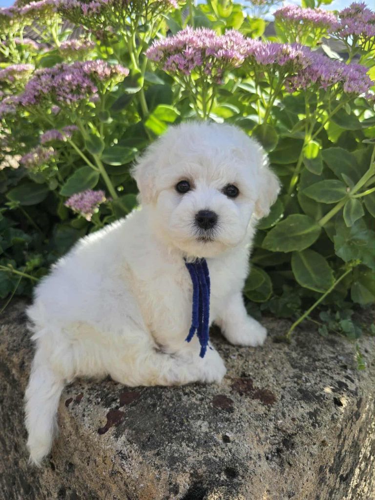 Des Foliepets - Chiots disponibles - Bichon Frise