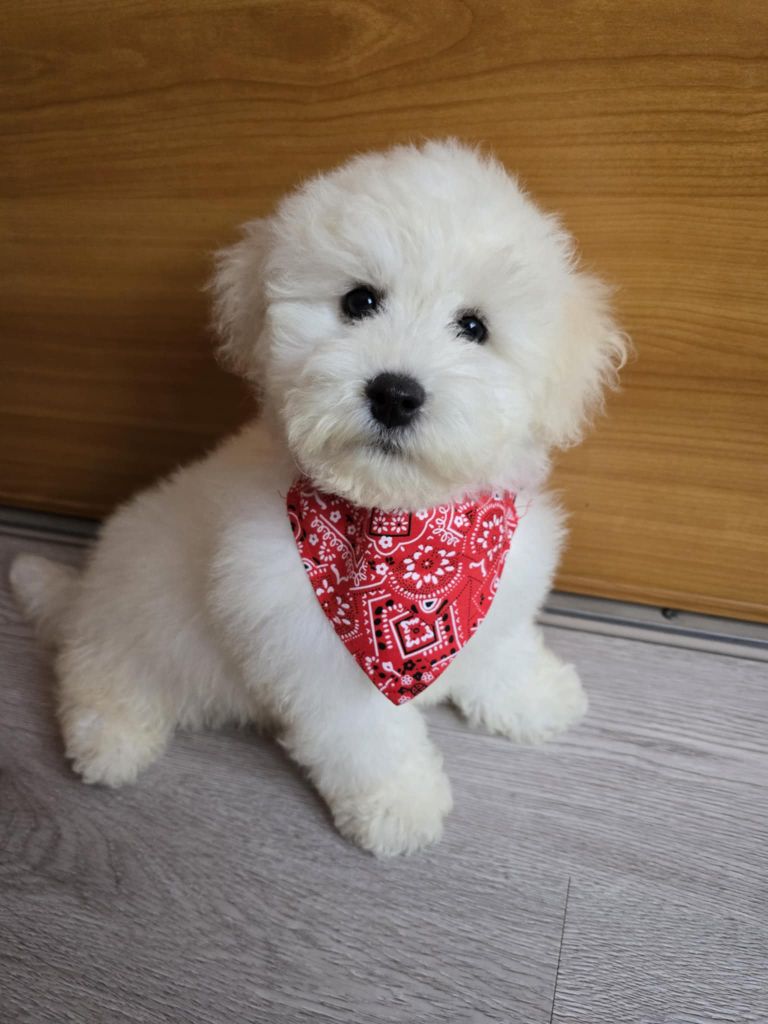 Des Foliepets - Chiots disponibles - Bichon Frise