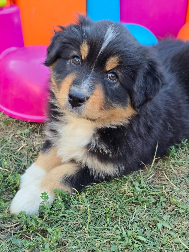 Des Foliepets - Chiots disponibles - Berger Australien