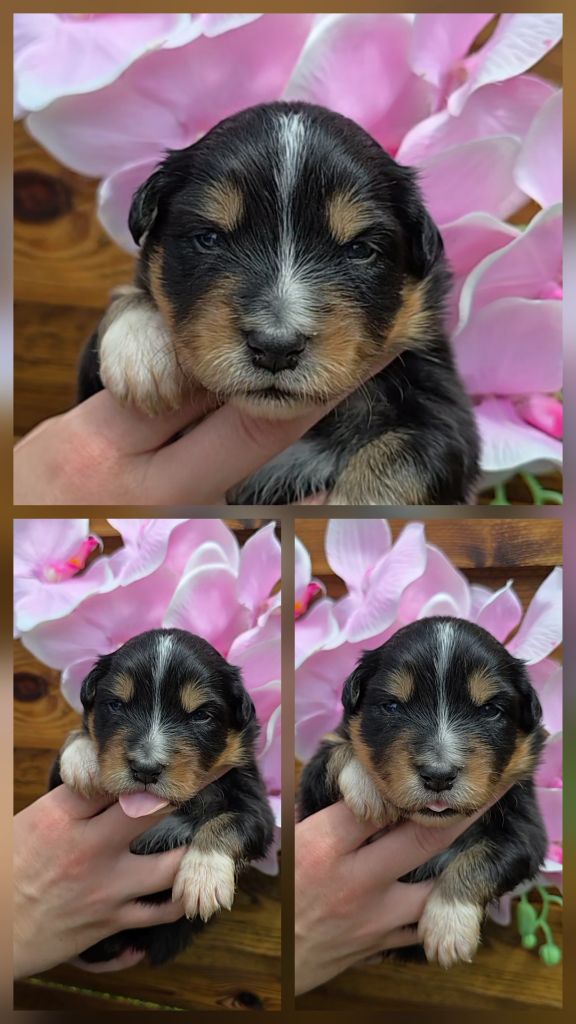 Des Foliepets - Chiots disponibles - Berger Australien