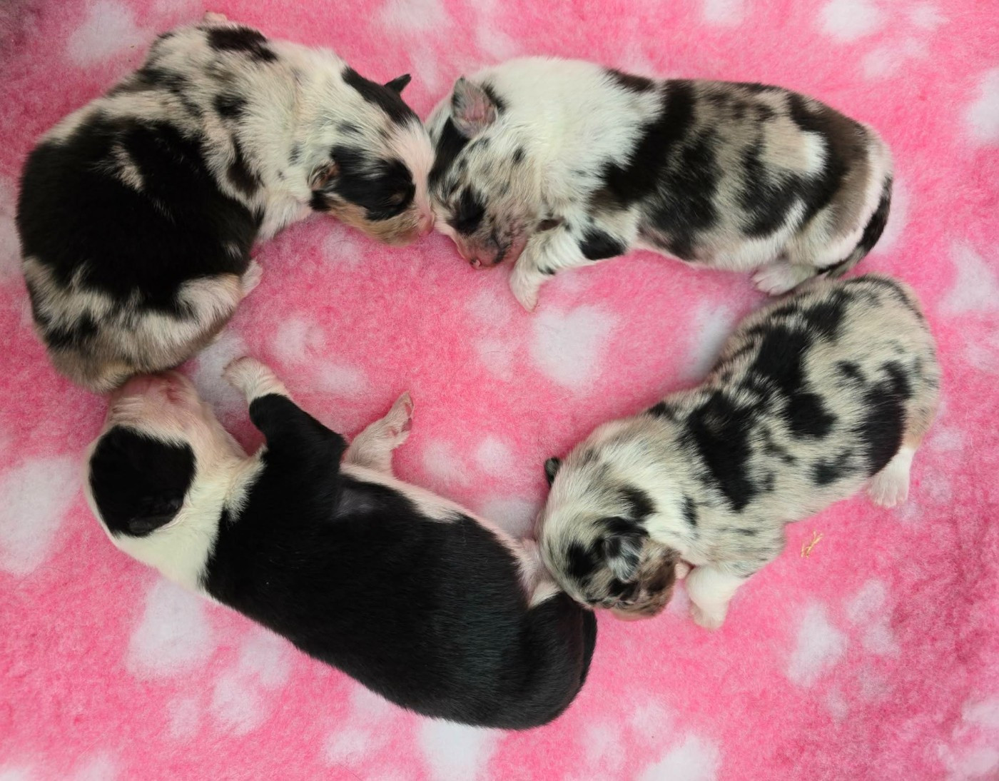 Des Foliepets - Chiots disponibles - Berger Australien