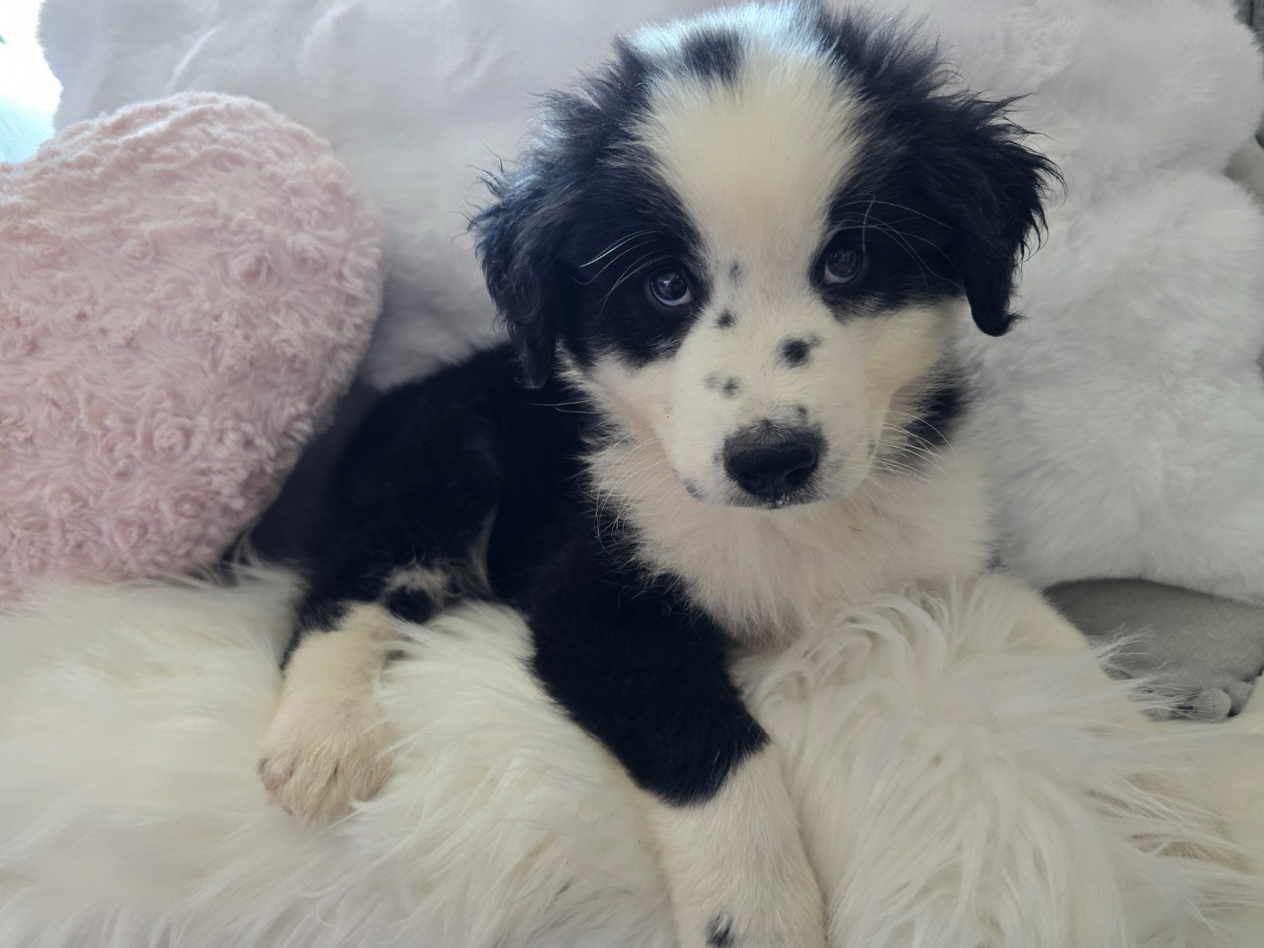 Des Foliepets - Berger Australien - Portée née le 04/06/2026