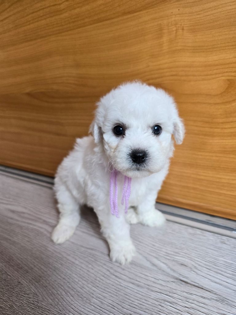 Des Foliepets - Chiots disponibles - Bichon Frise
