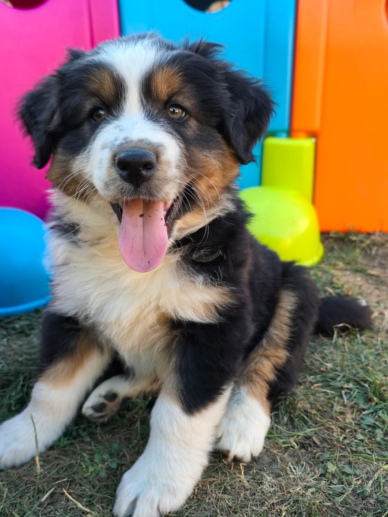 Des Foliepets - Chiots disponibles - Berger Australien
