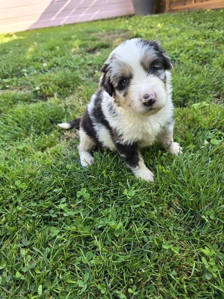 Des Foliepets - Chiots disponibles - Berger Australien