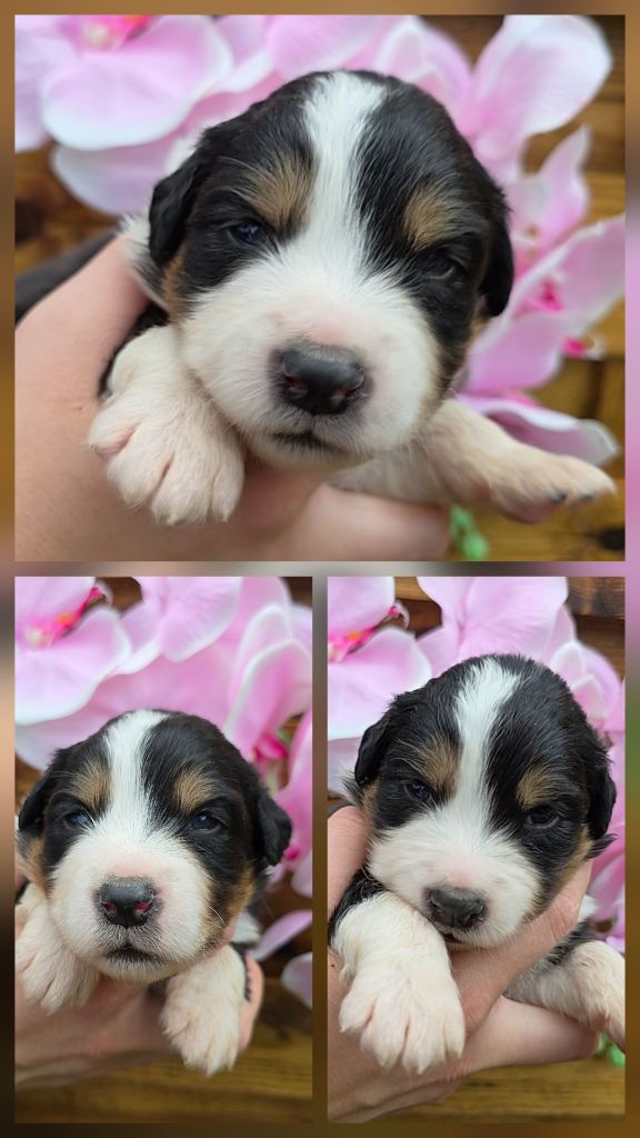Des Foliepets - Chiots disponibles - Berger Australien
