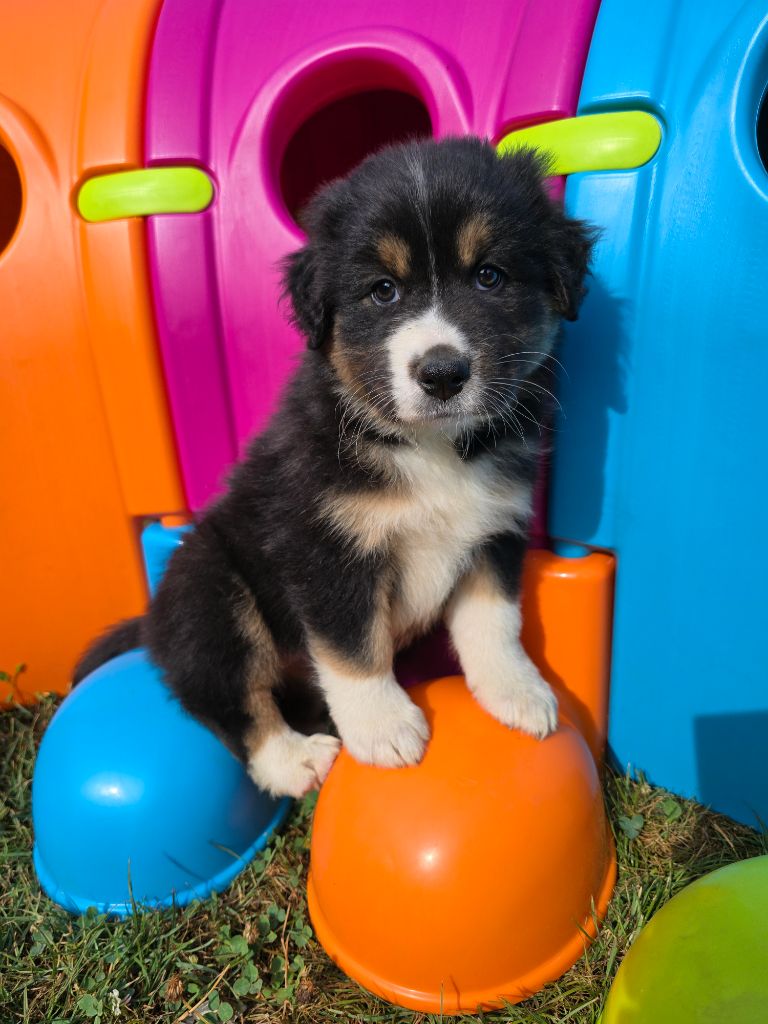 Des Foliepets - Chiots disponibles - Berger Australien