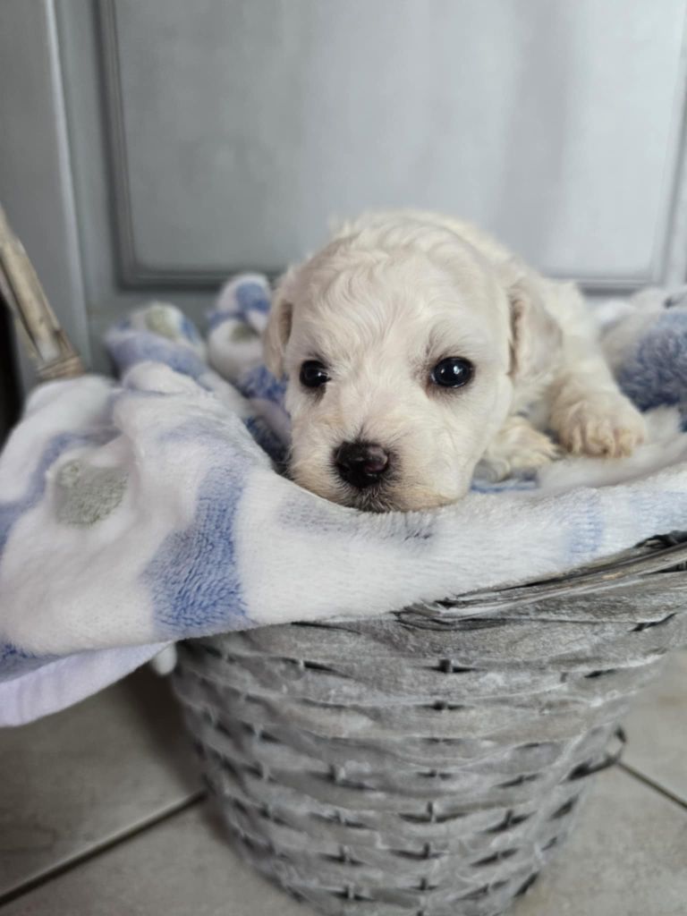 Des Foliepets - Chiots disponibles - Bichon Frise