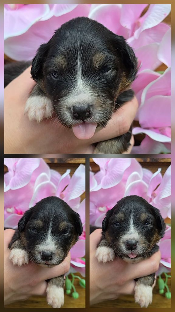 Des Foliepets - Chiots disponibles - Berger Australien