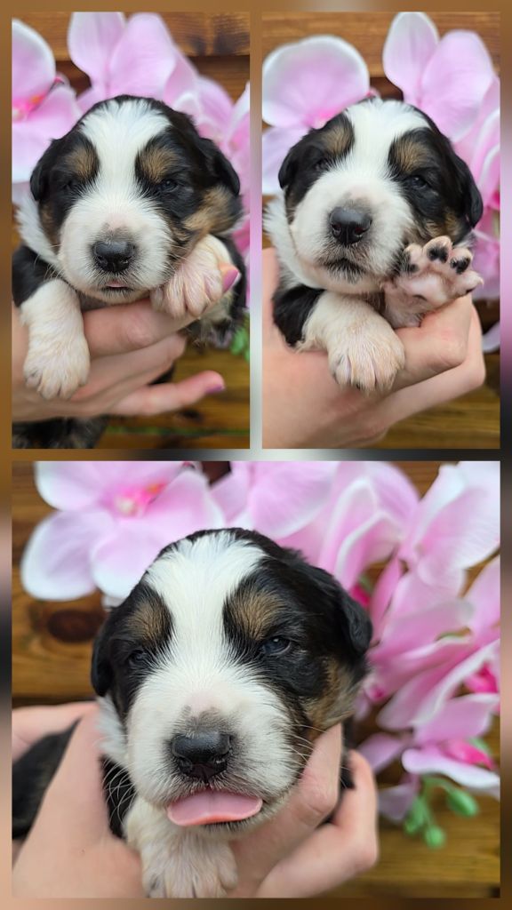 Des Foliepets - Chiots disponibles - Berger Australien
