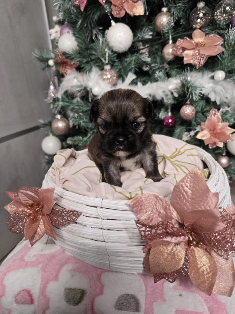 Des Foliepets - Lhassa Apso - Portée née le 24/11/2024