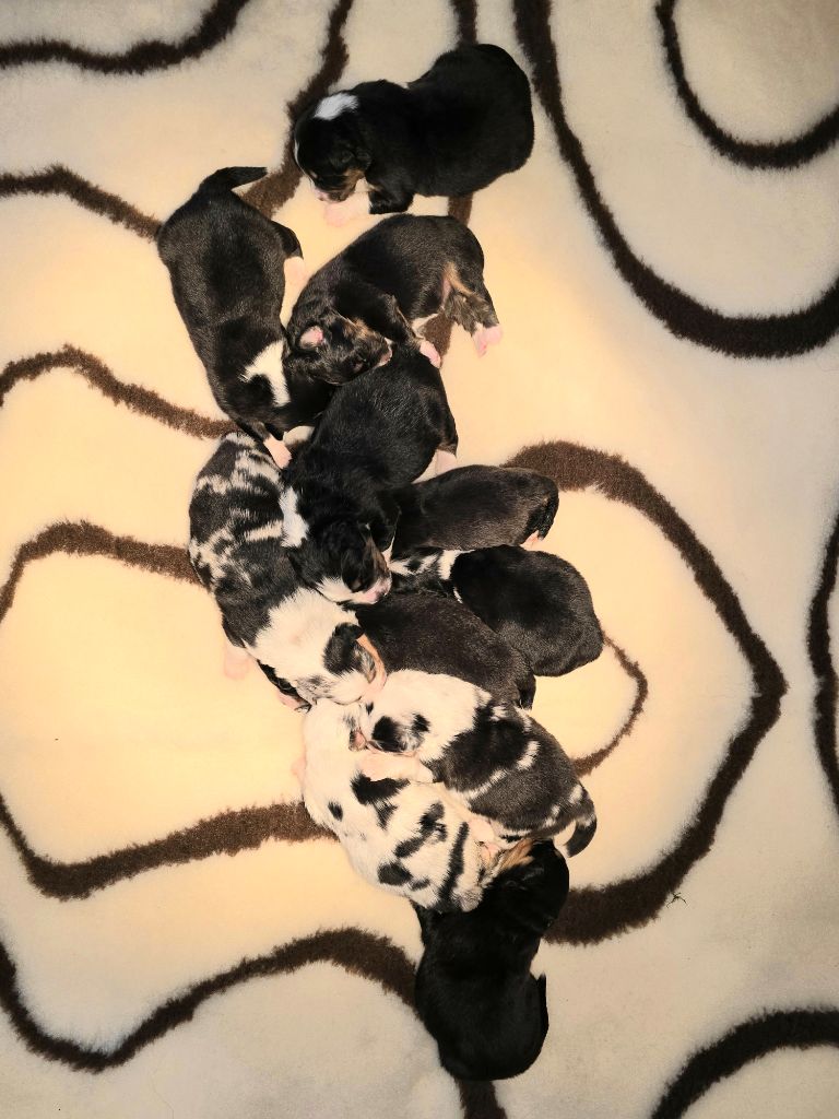 Des Foliepets - Chiots disponibles - Berger Australien