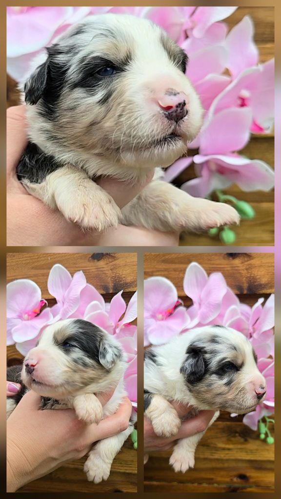 Des Foliepets - Chiots disponibles - Berger Australien