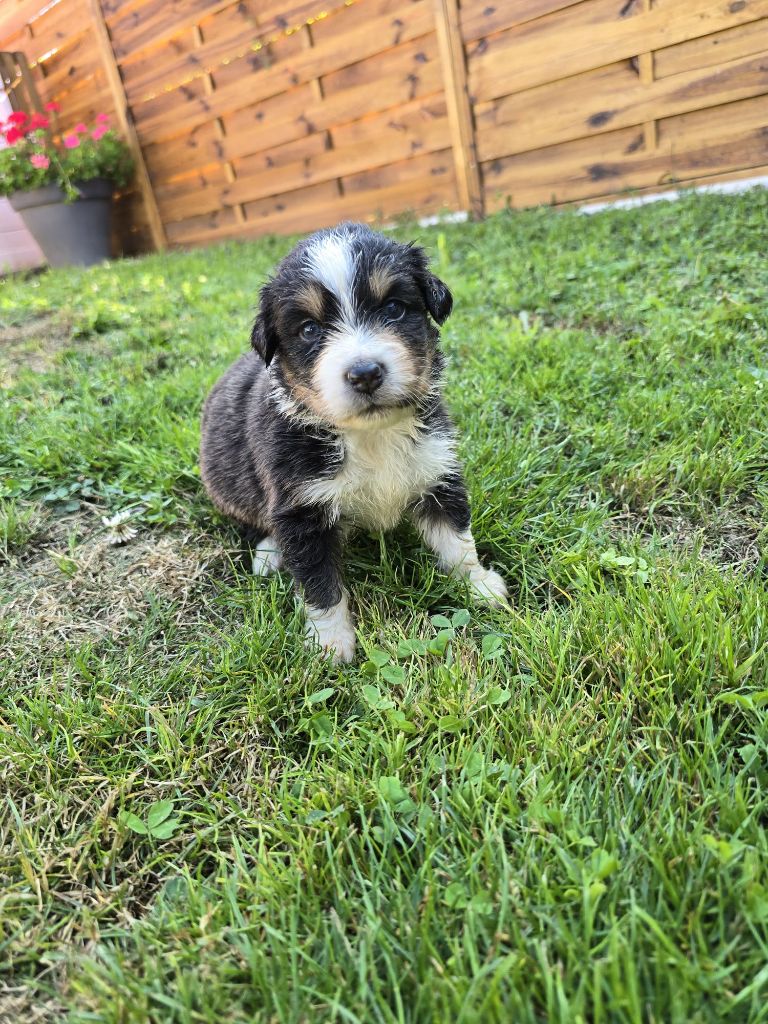 Des Foliepets - Chiots disponibles - Berger Australien