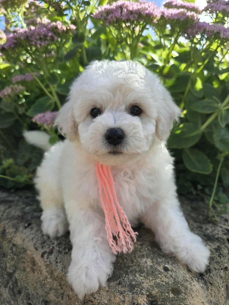 Des Foliepets - Chiots disponibles - Bichon Frise