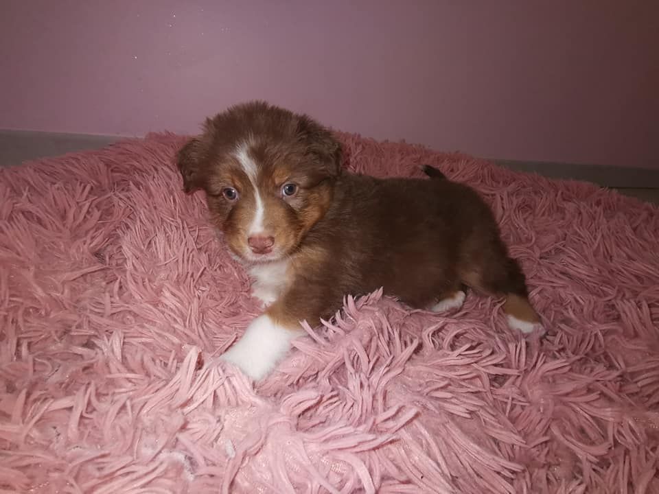Des Foliepets - Berger Australien - Portée née le 05/11/2021