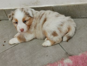 Des Foliepets - Berger Australien - Portée née le 11/10/2020
