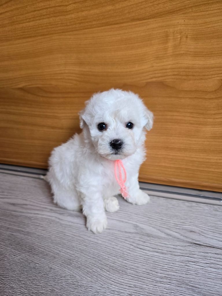 Des Foliepets - Chiots disponibles - Bichon Frise