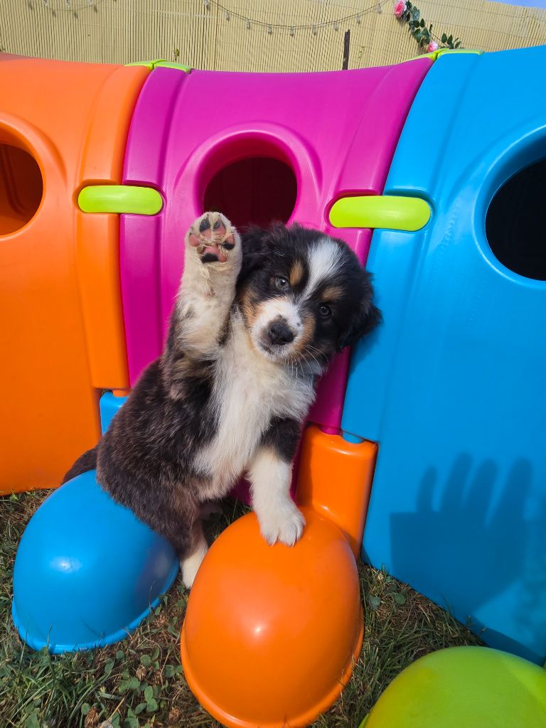 Des Foliepets - Chiots disponibles - Berger Australien