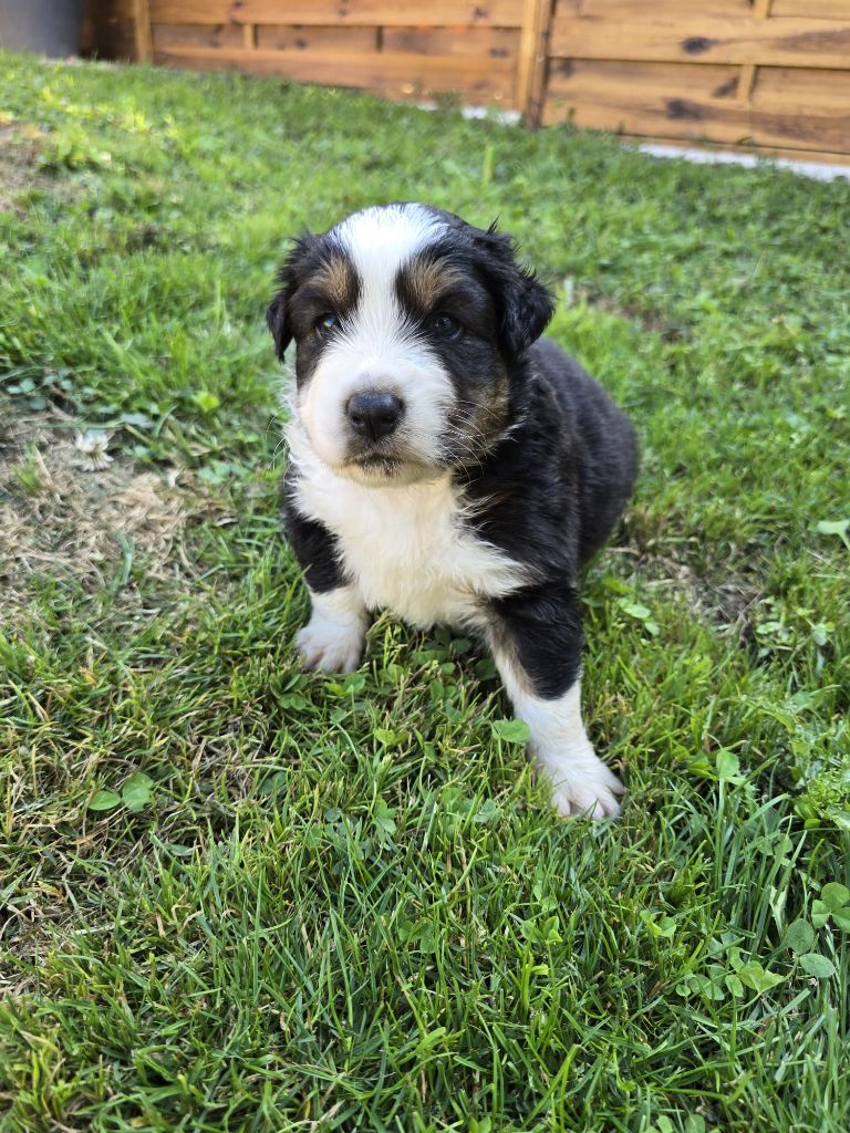 Des Foliepets - Chiots disponibles - Berger Australien