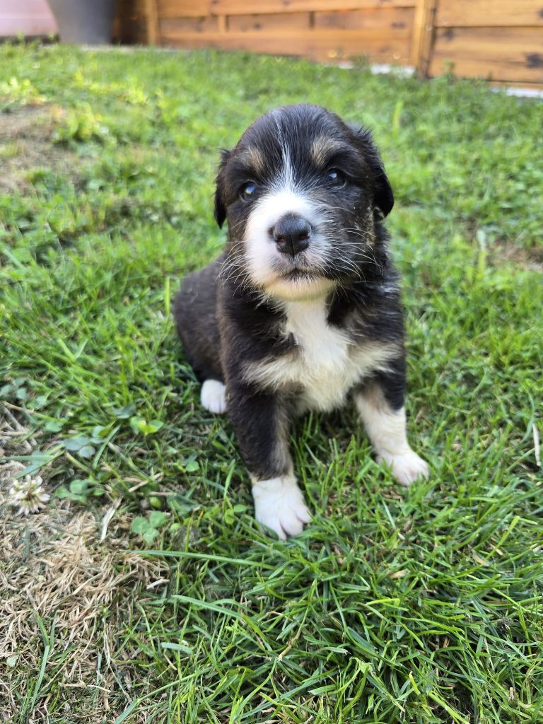 Des Foliepets - Chiots disponibles - Berger Australien