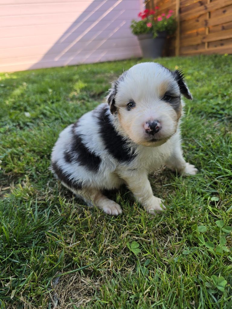 Des Foliepets - Chiots disponibles - Berger Australien