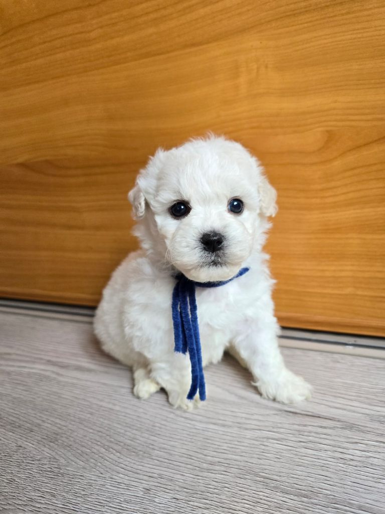 Des Foliepets - Chiots disponibles - Bichon Frise