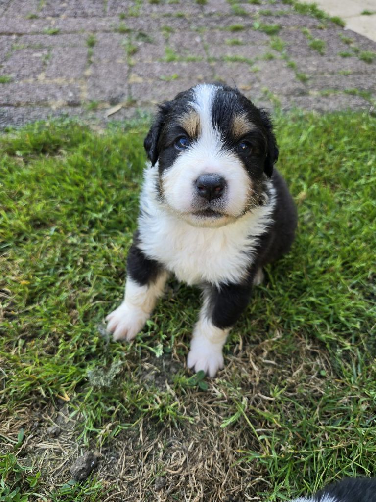 Des Foliepets - Chiots disponibles - Berger Australien