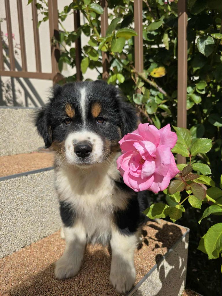 Des Foliepets - Chiots disponibles - Berger Australien