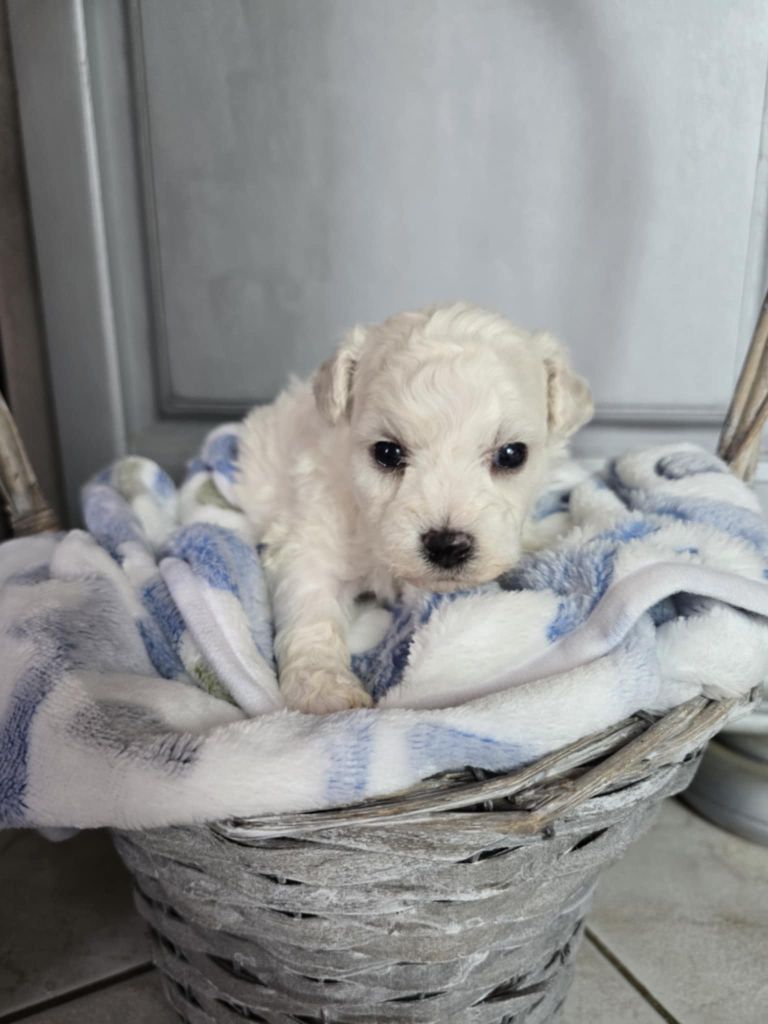 Des Foliepets - Chiots disponibles - Bichon Frise