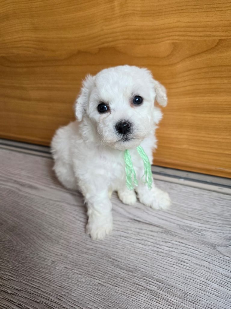 Des Foliepets - Chiots disponibles - Bichon Frise