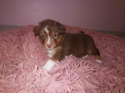 CHIOT