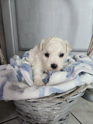 CHIOT 5