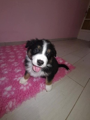 CHIOT