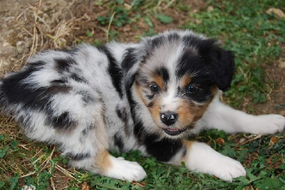 CHIOT 8