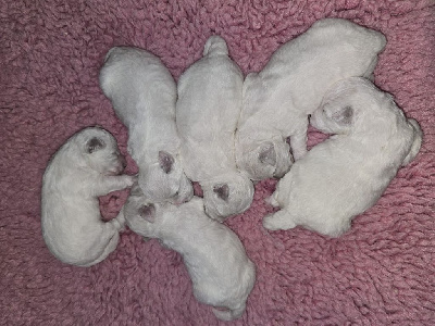CHIOT 1