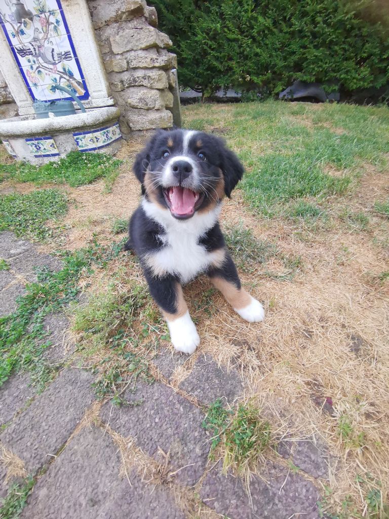 Des Foliepets - Berger Australien - Portée née le 28/04/2023