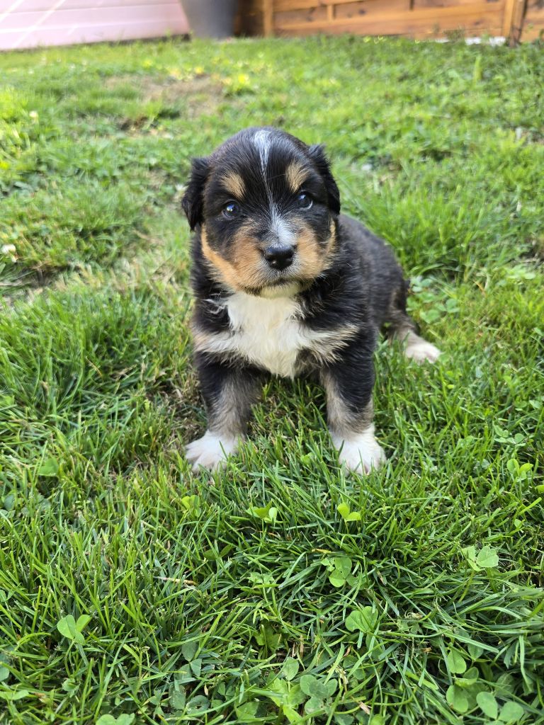 Des Foliepets - Chiots disponibles - Berger Australien
