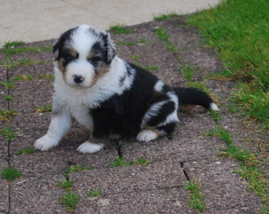 Des Foliepets - Berger Australien - Portée née le 20/05/2024