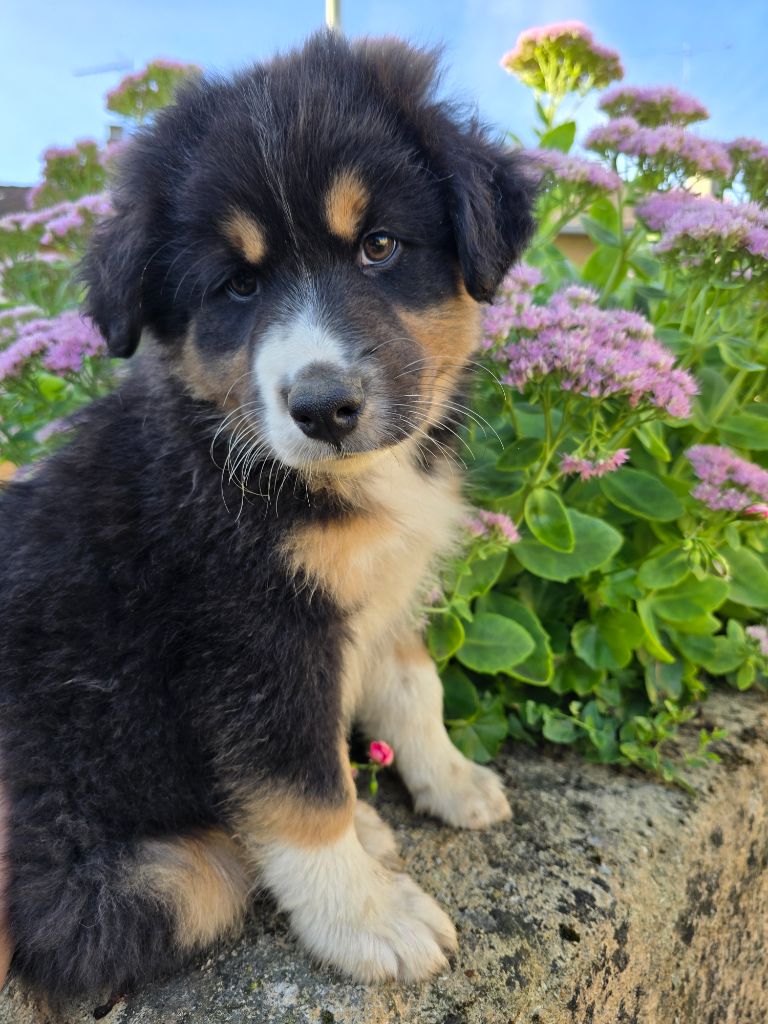 Des Foliepets - Chiots disponibles - Berger Australien